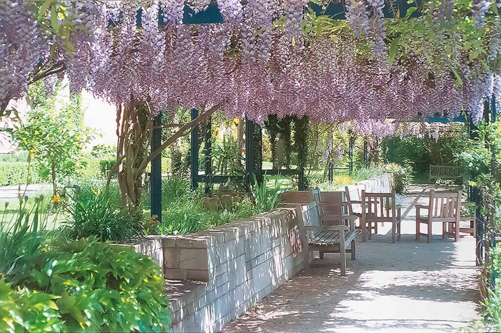 Pergola mit blühendem Blauregen unseres Kundenprojekts Predigerseminar